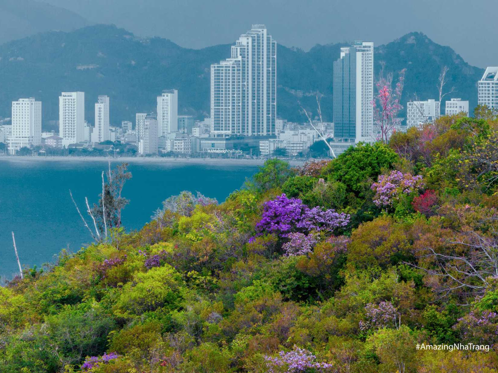 Mùa Hoa Bằng Lăng Tím: Đồi Hoa Khiến Nha Trang Thêm Thơ Mộng