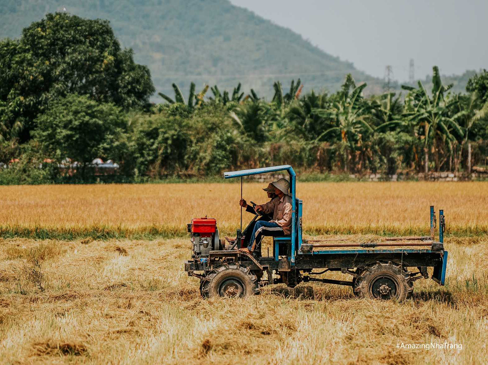 Mùa Gặt Lúa: Niềm Vui Của Người Nông Dân 