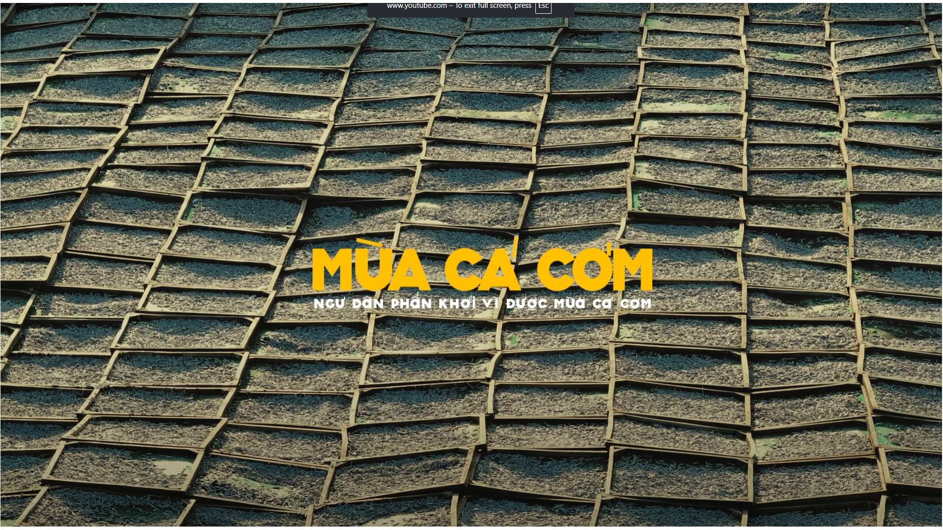Mùa Cá Cơm - Ngư Dân Phấn Khởi Được Mùa Vụ Cá Cơm | Hòn Rớ - Nha Trang