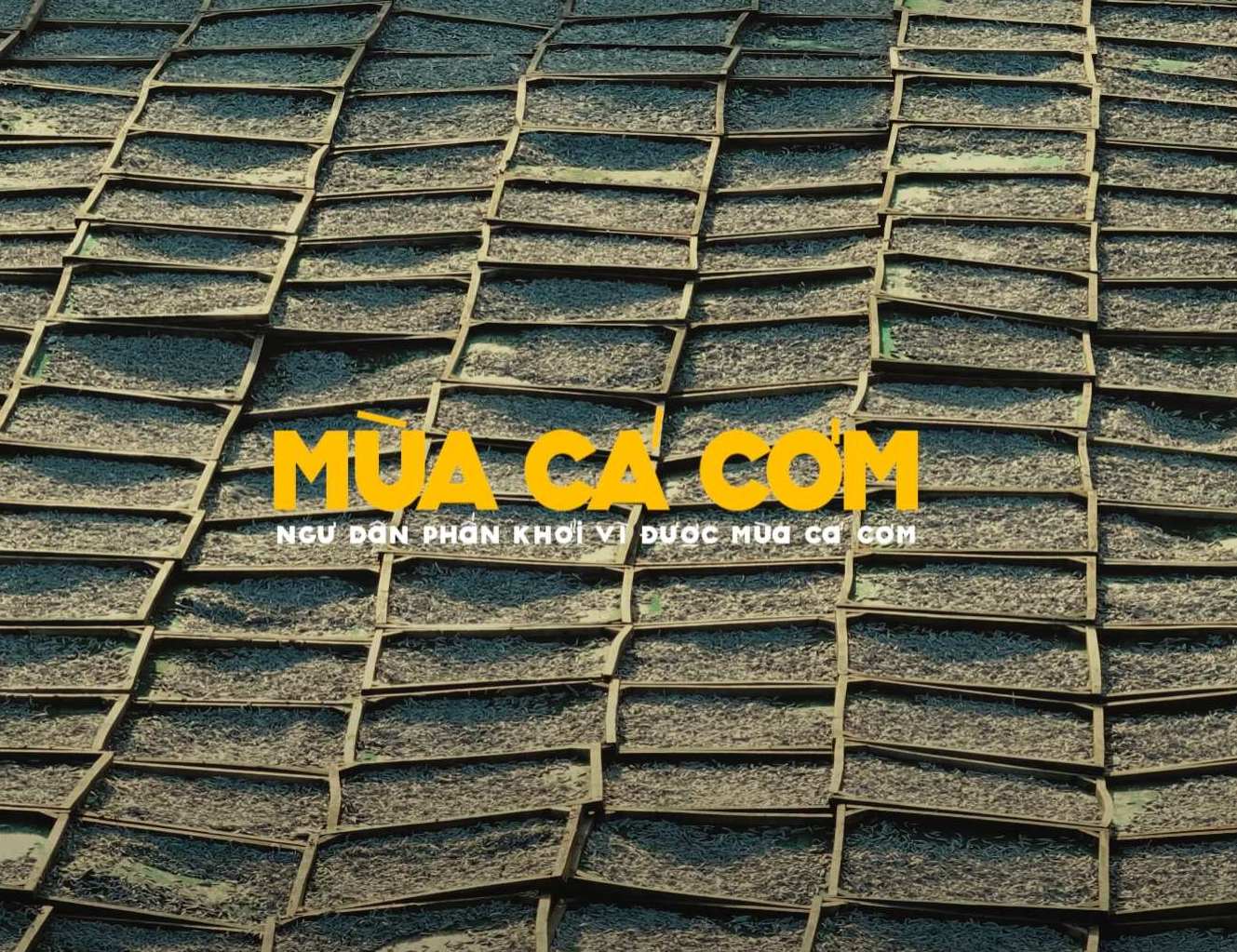 Mùa Cá Cơm - Ngư Dân Phấn Khởi Được Mùa Vụ Cá Cơm | Hòn Rớ - Nha Trang